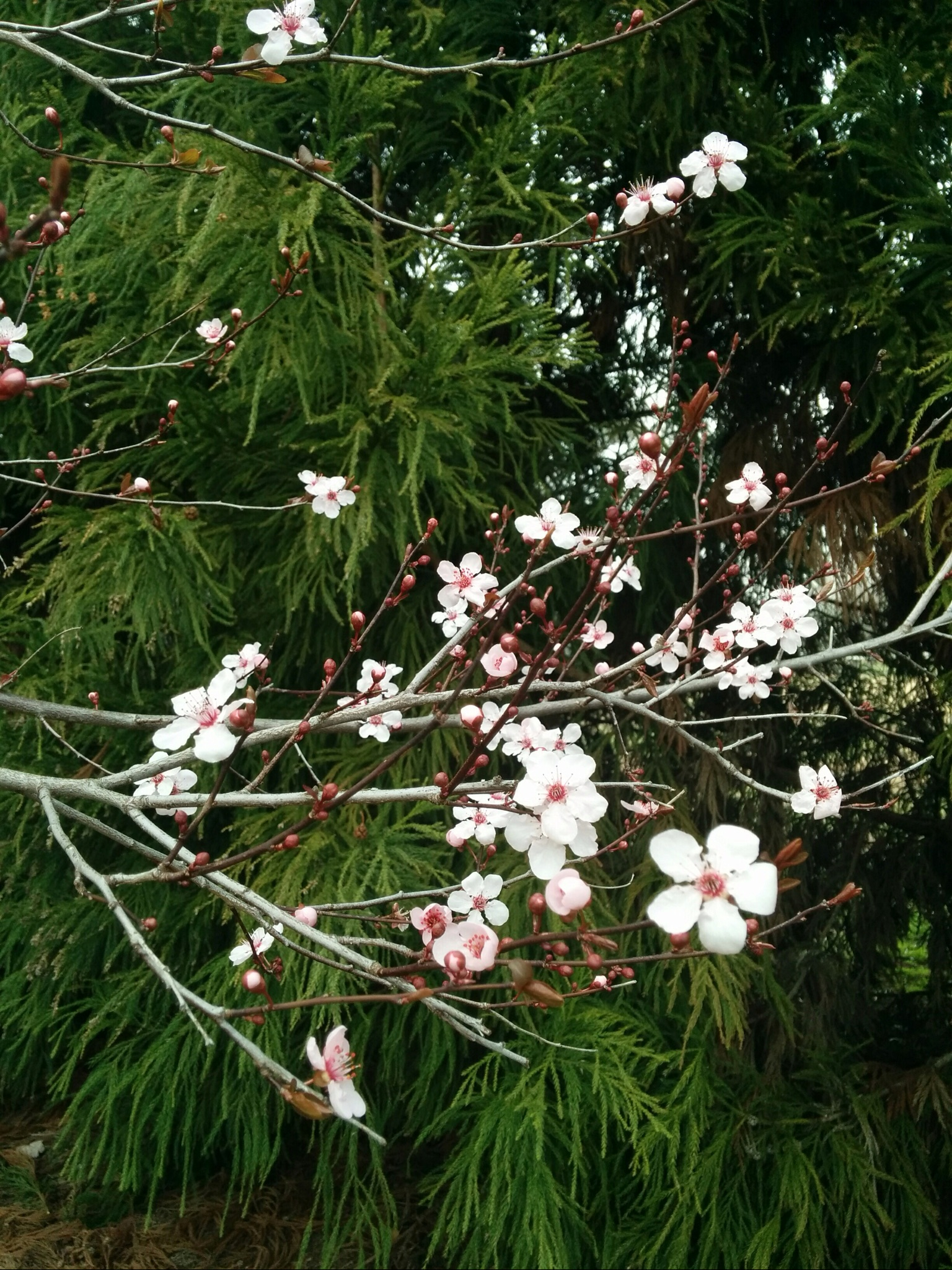 Cherry blooms in front of cryptomeria