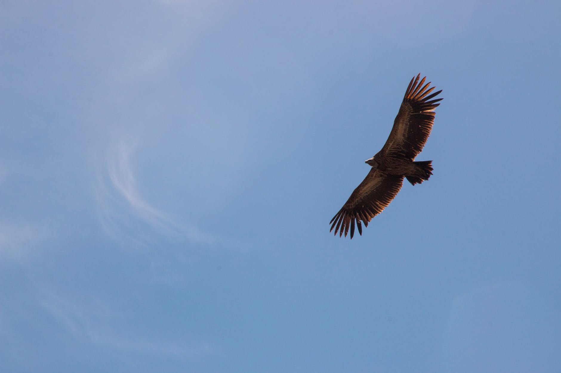 falcon on flight