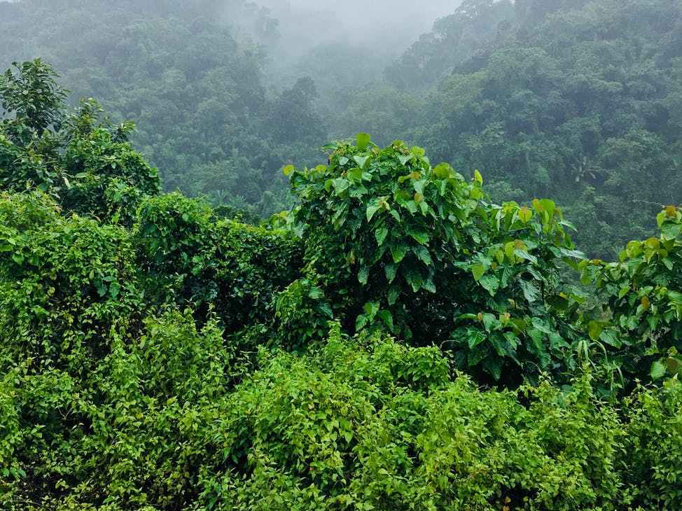 green leafed plants under foggy morning