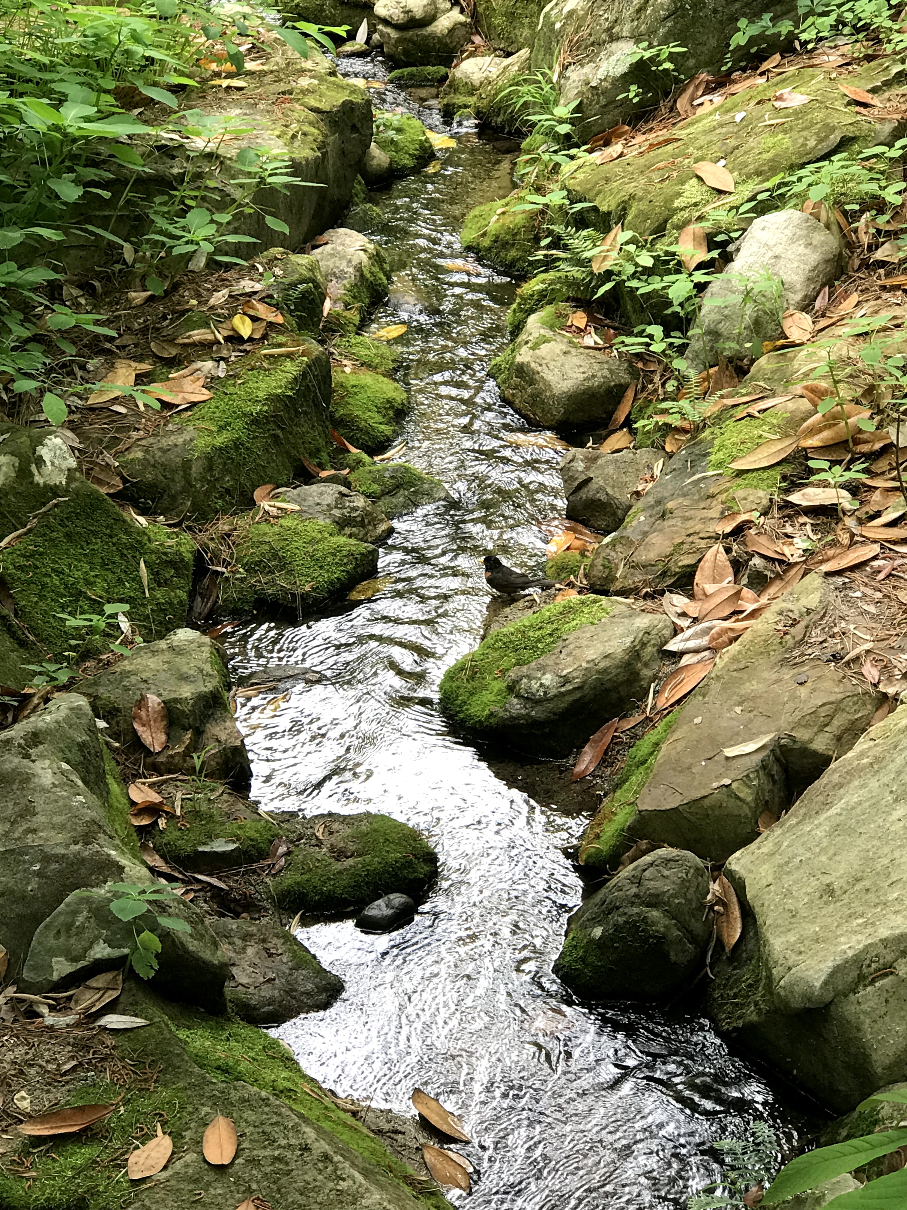 Forest Trail stream Duke Gardens