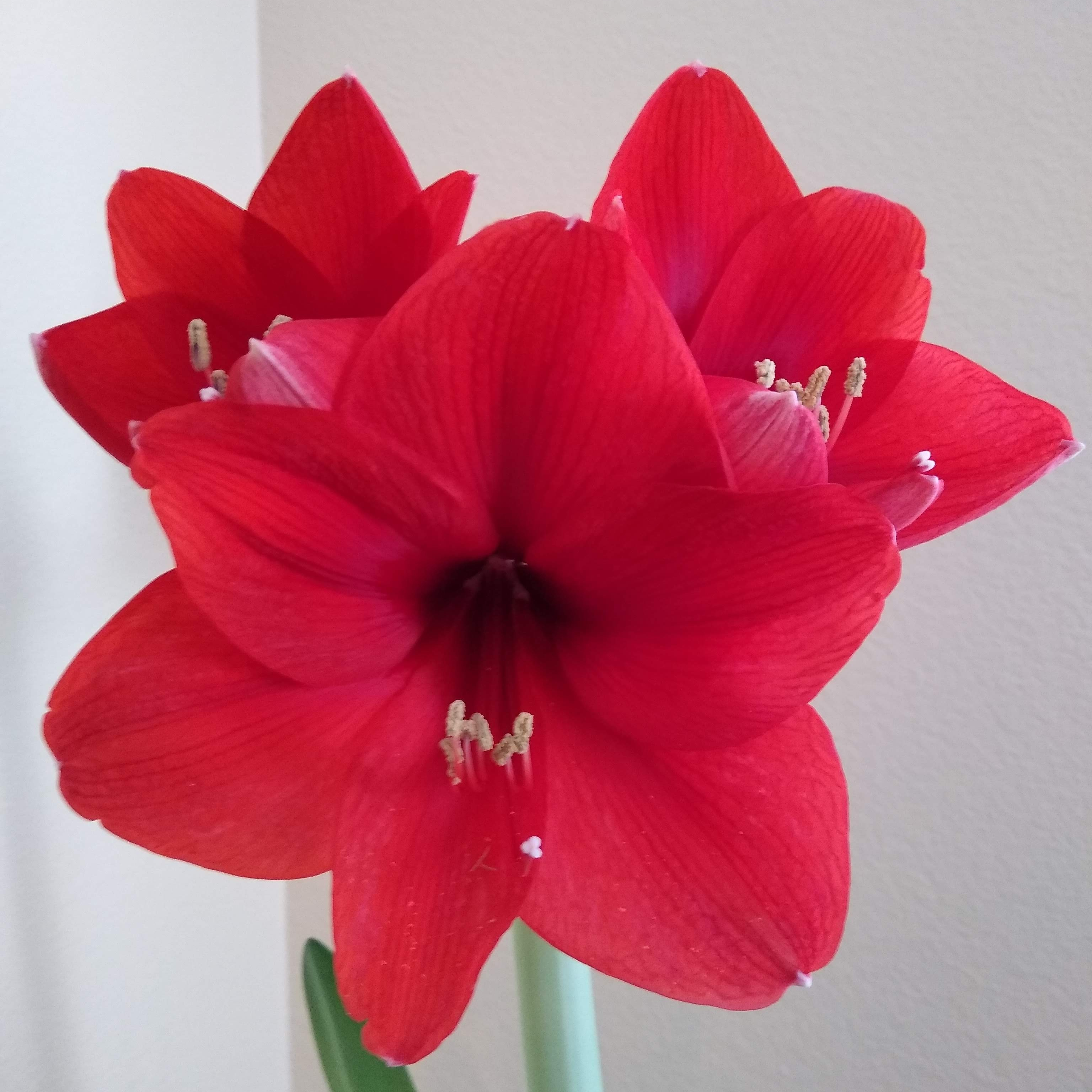 Photo by Peter Davis