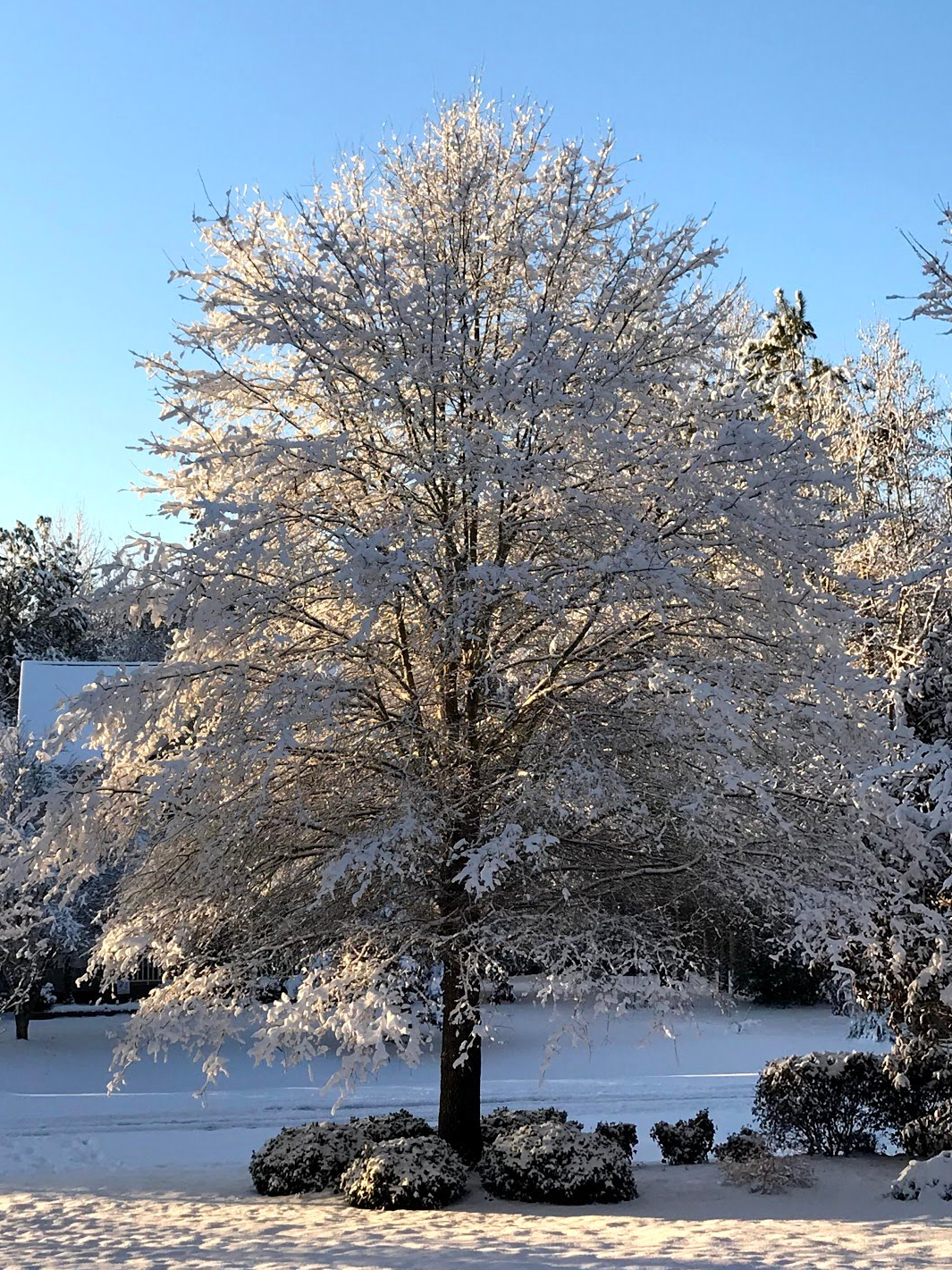 snow-on-oak-tree
