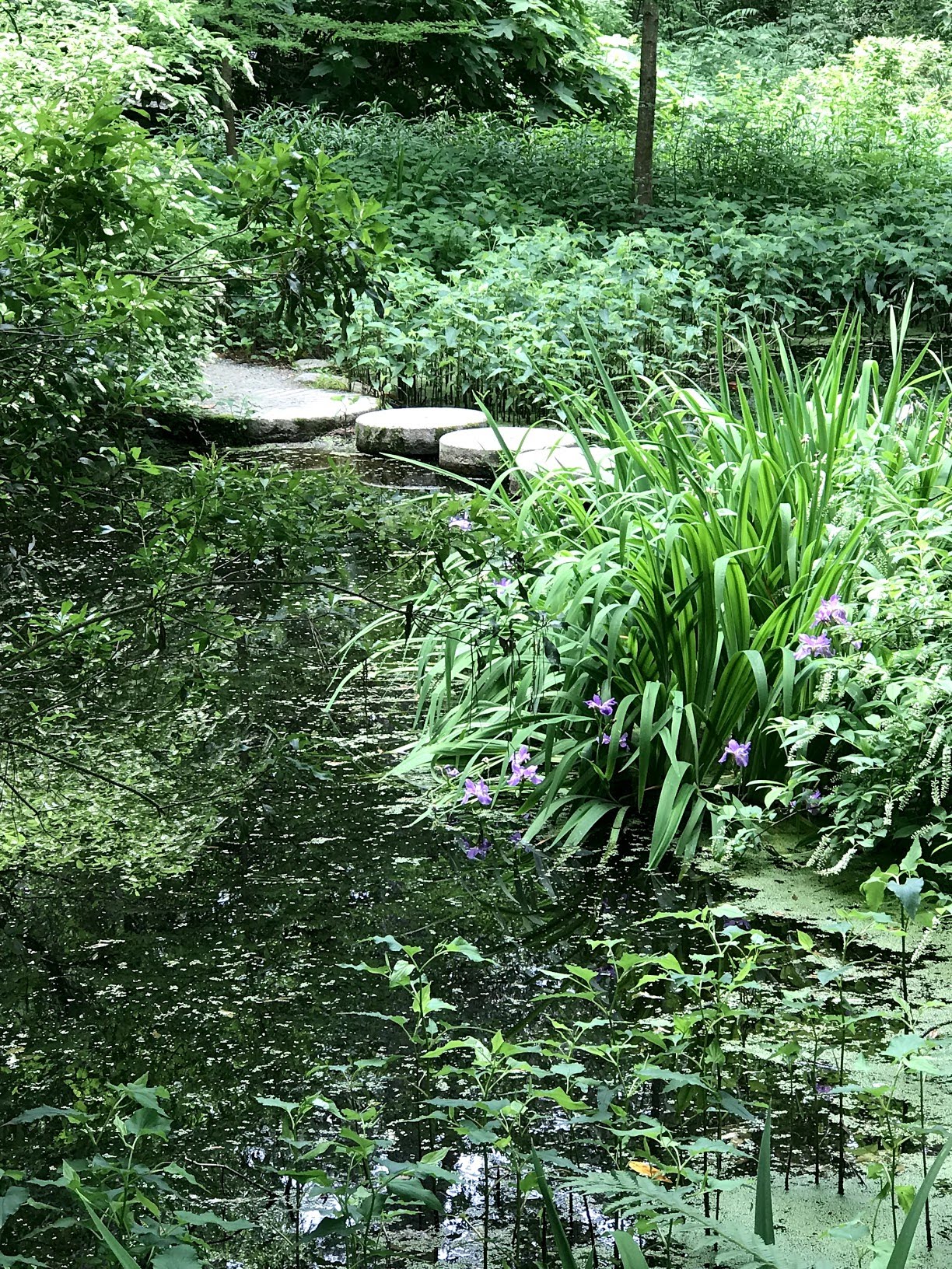 garden-pond-duke-gardens