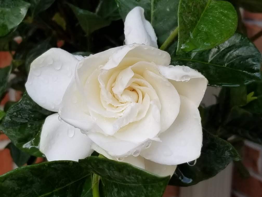 gardenia in the rain