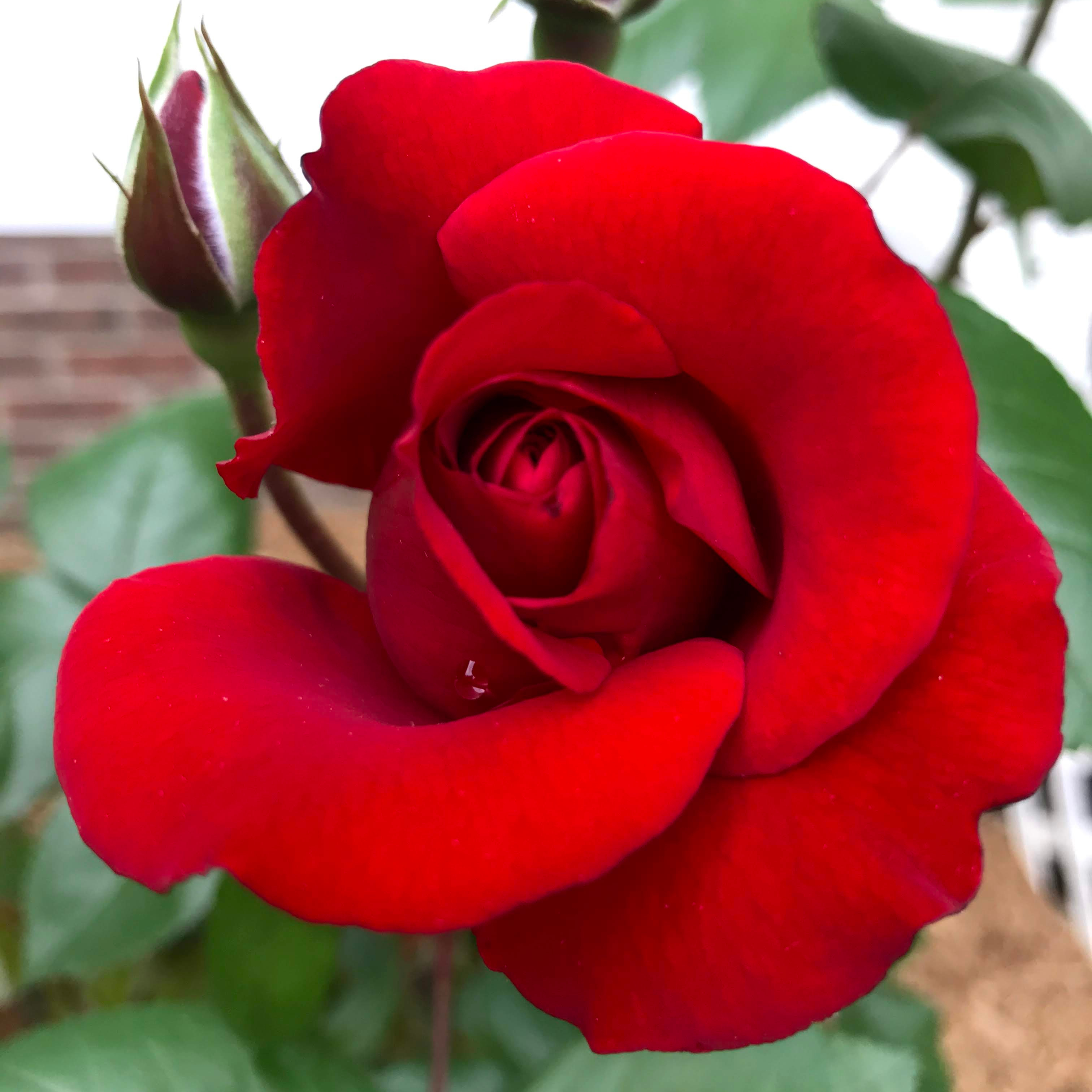 Crimson Bouquet rose bloom