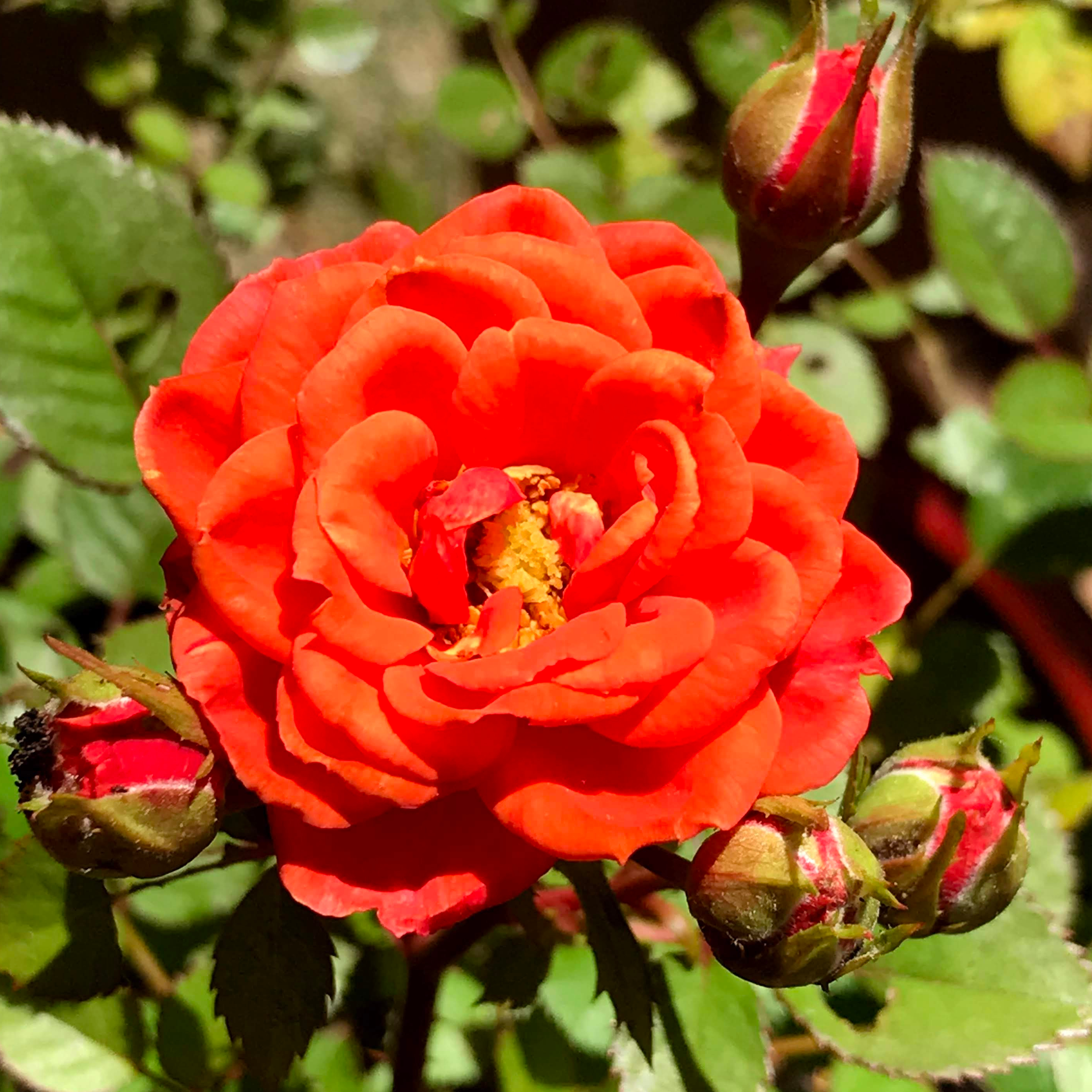 img_0423.jpg miniature rose