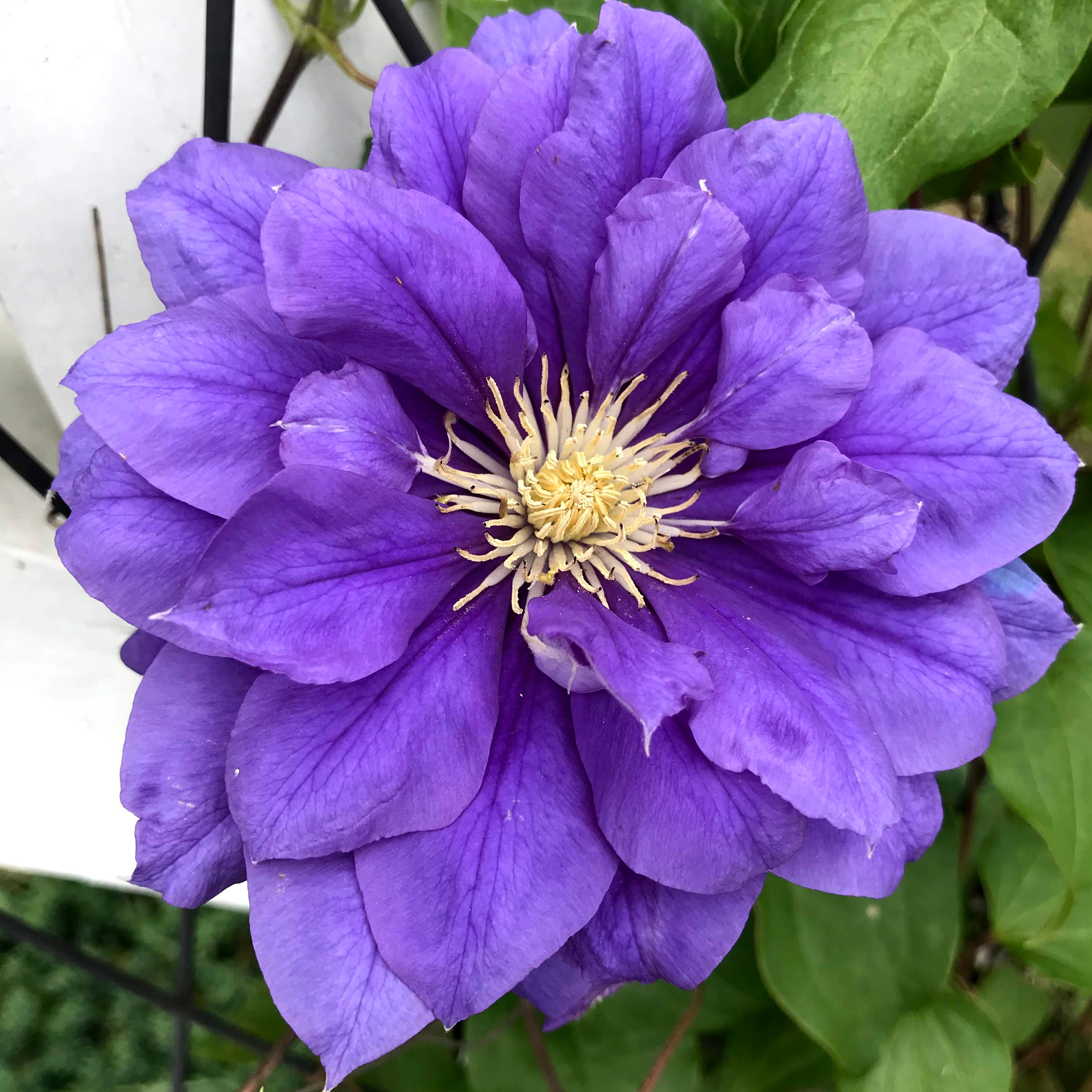 Purple clematis