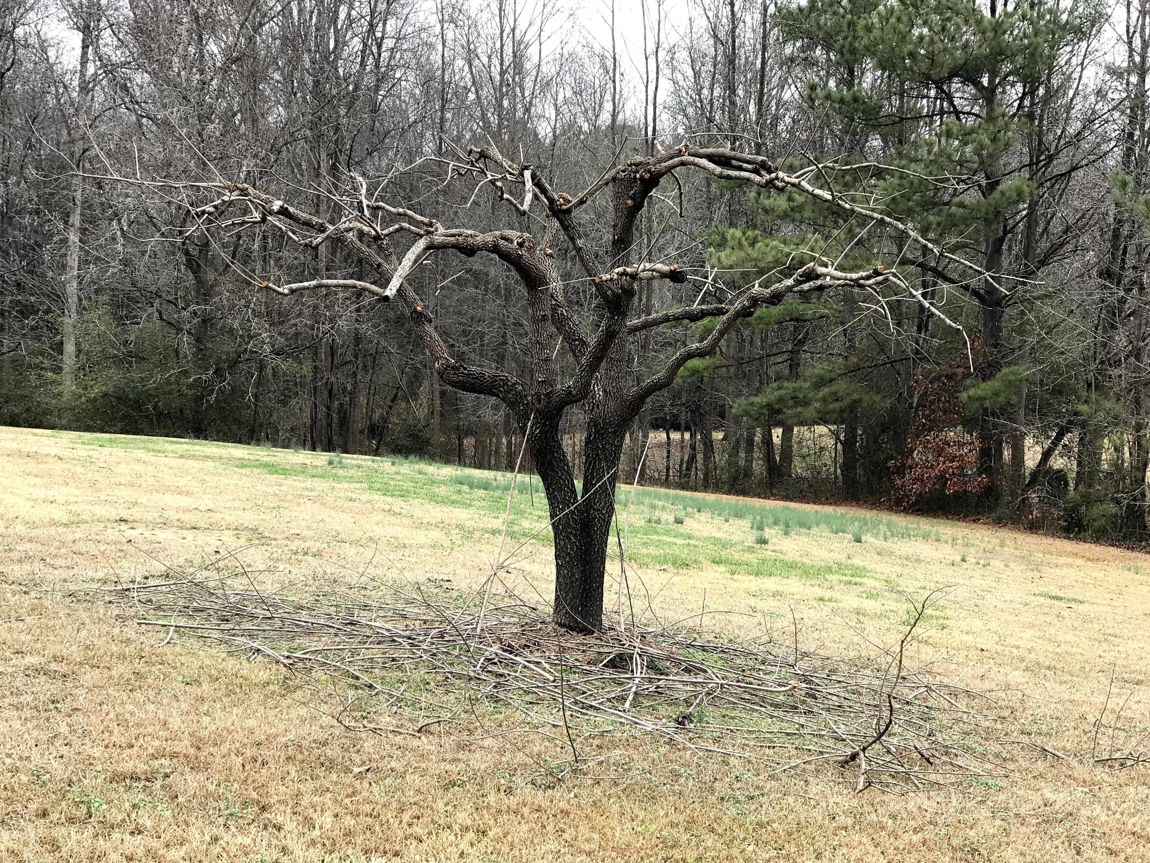 Pruned fruit tree