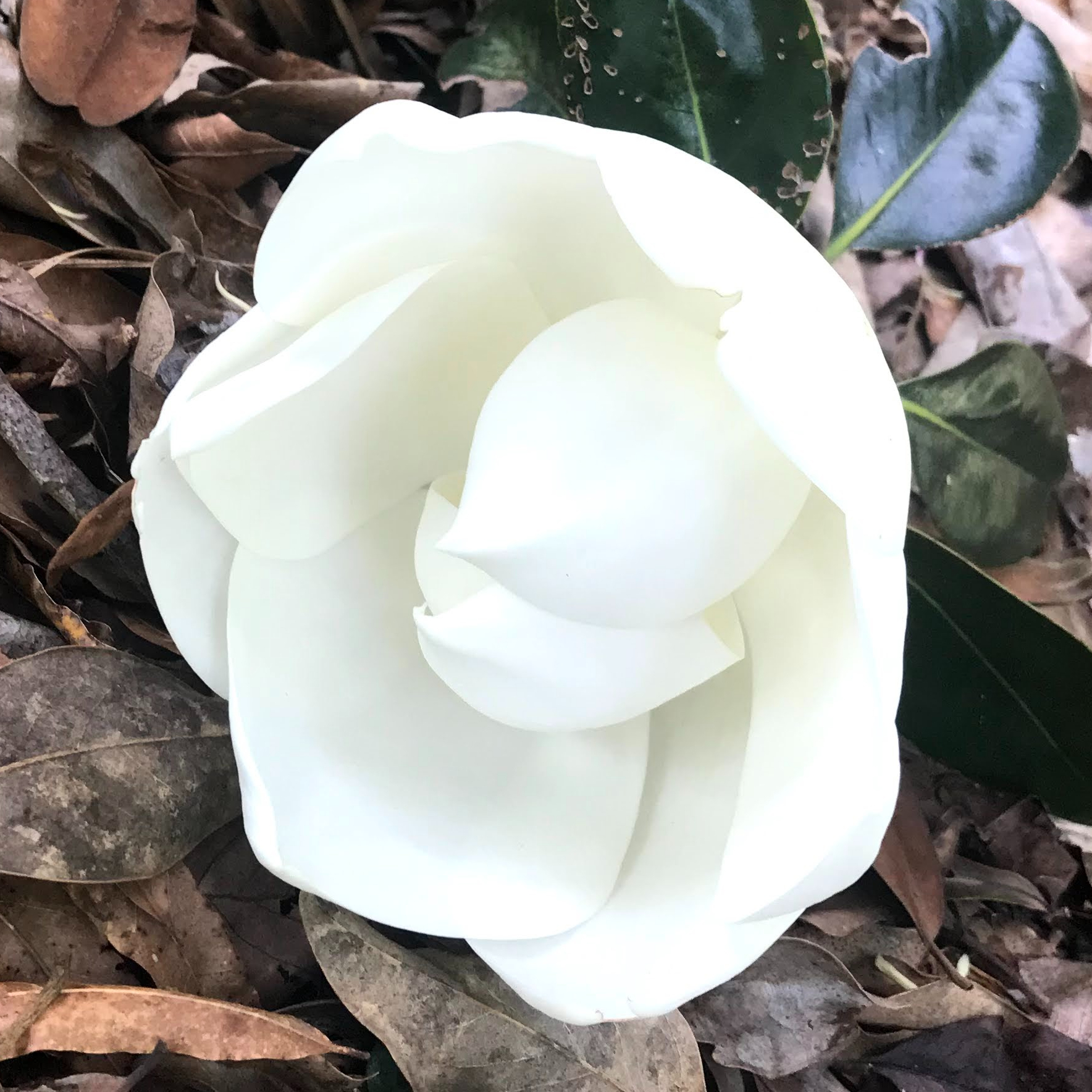 img_0770 Magnolia bloom