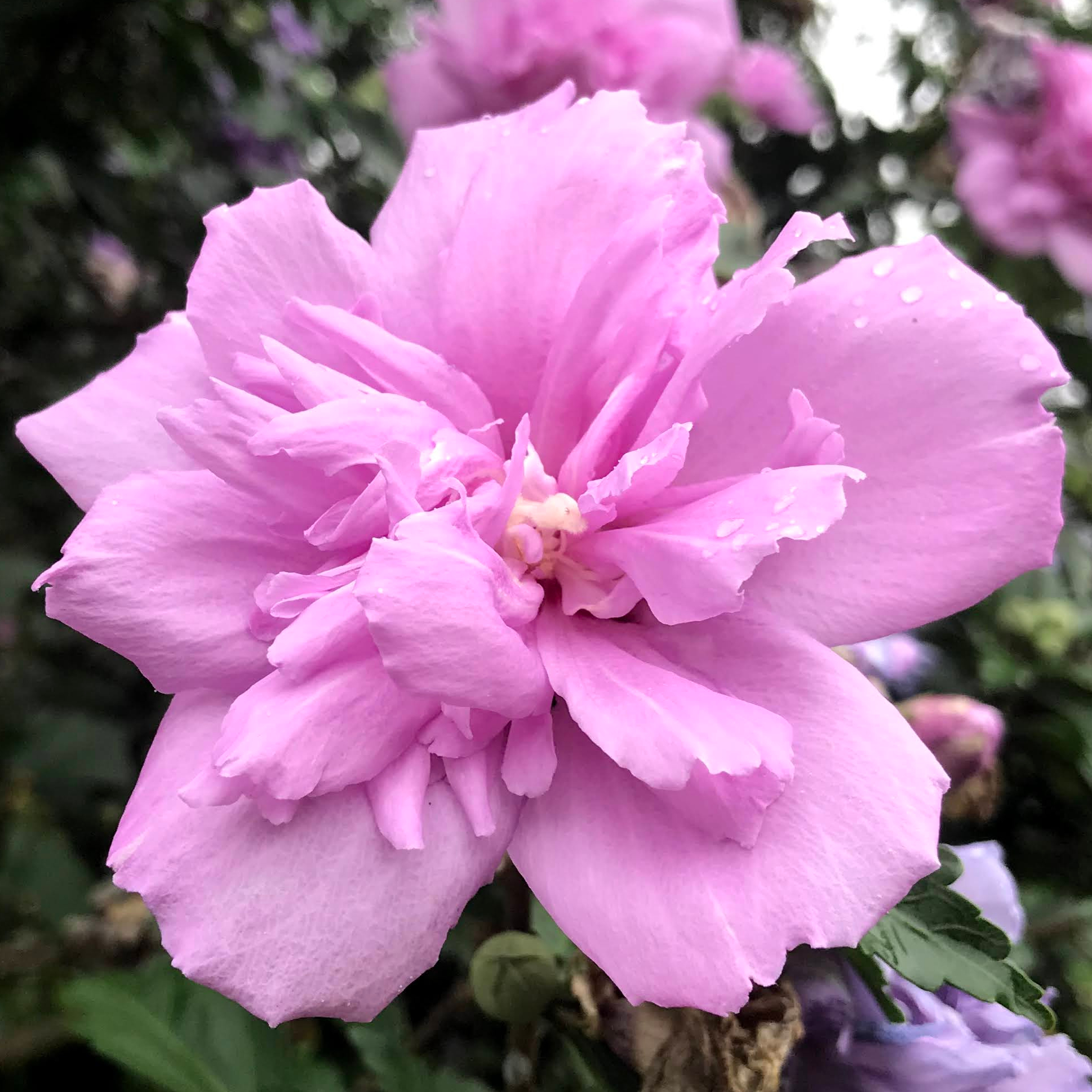 img_1120 Rose of Sharon