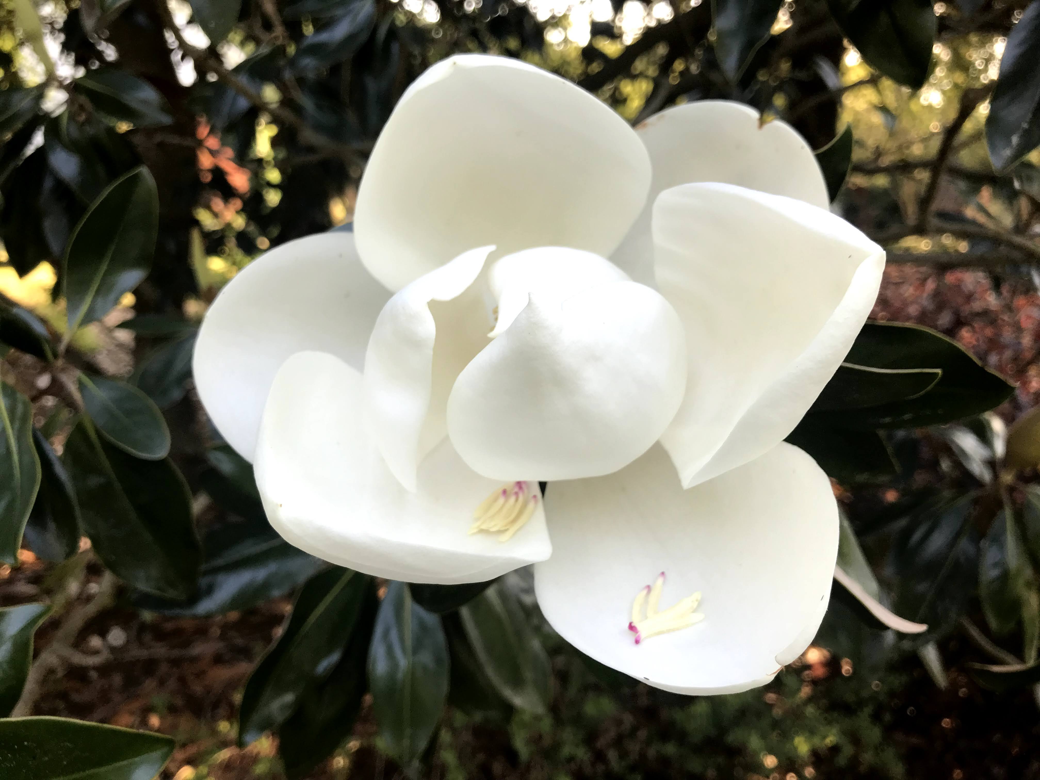 Photo by Jean Christiansen